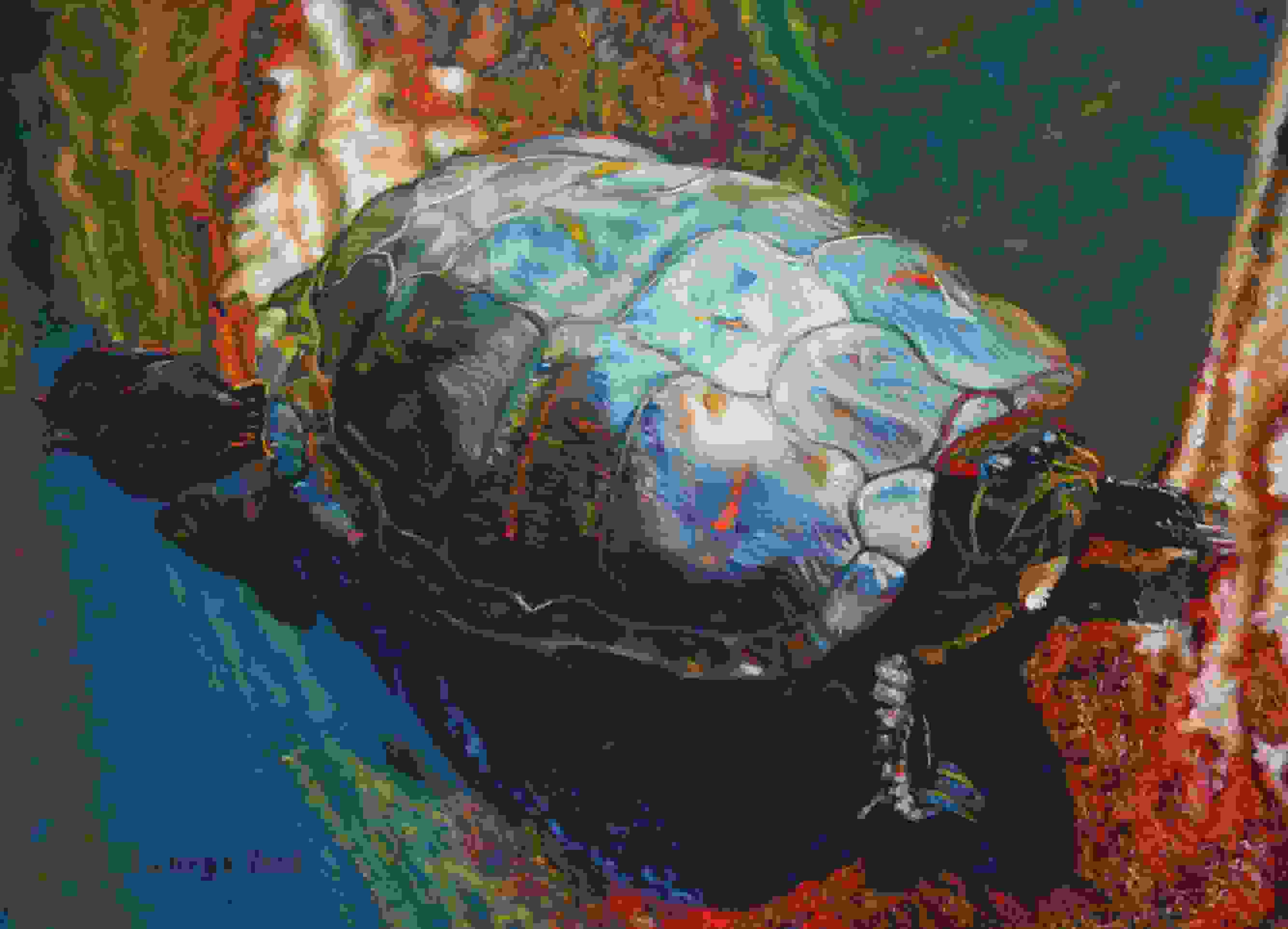 Turtle